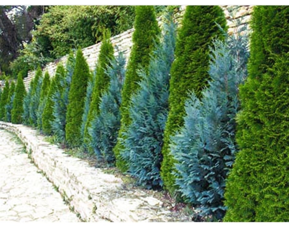 Chamaecyparis pisifera 'Snow'