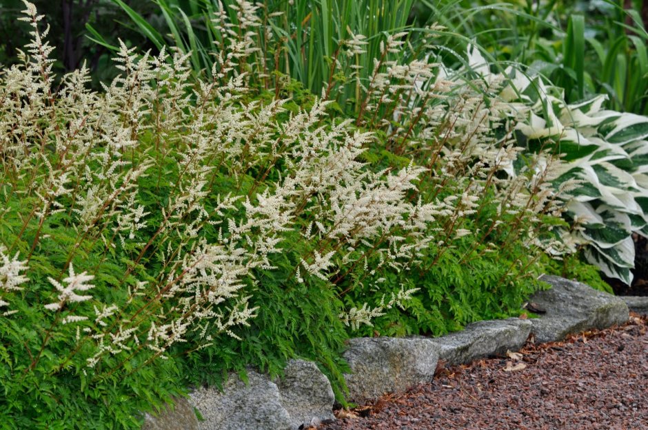 Волжанка Aruncus aethusifolius