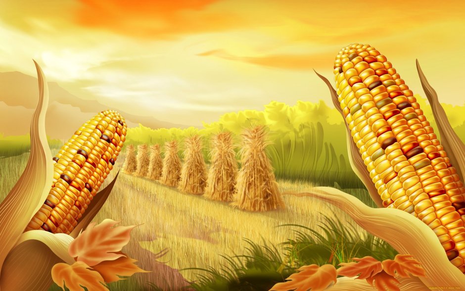 Заросли кукурузы