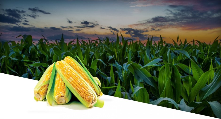 Стебель кукурузы