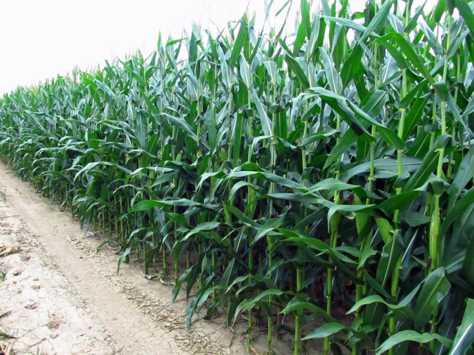 Мультяшное кукурузное поле