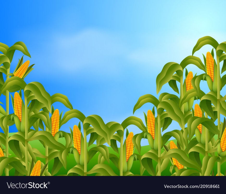 Зерно кукурузы вектор