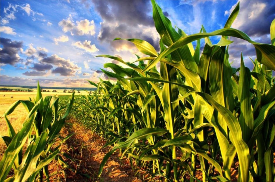 Кукурузное поле Канзас Элли