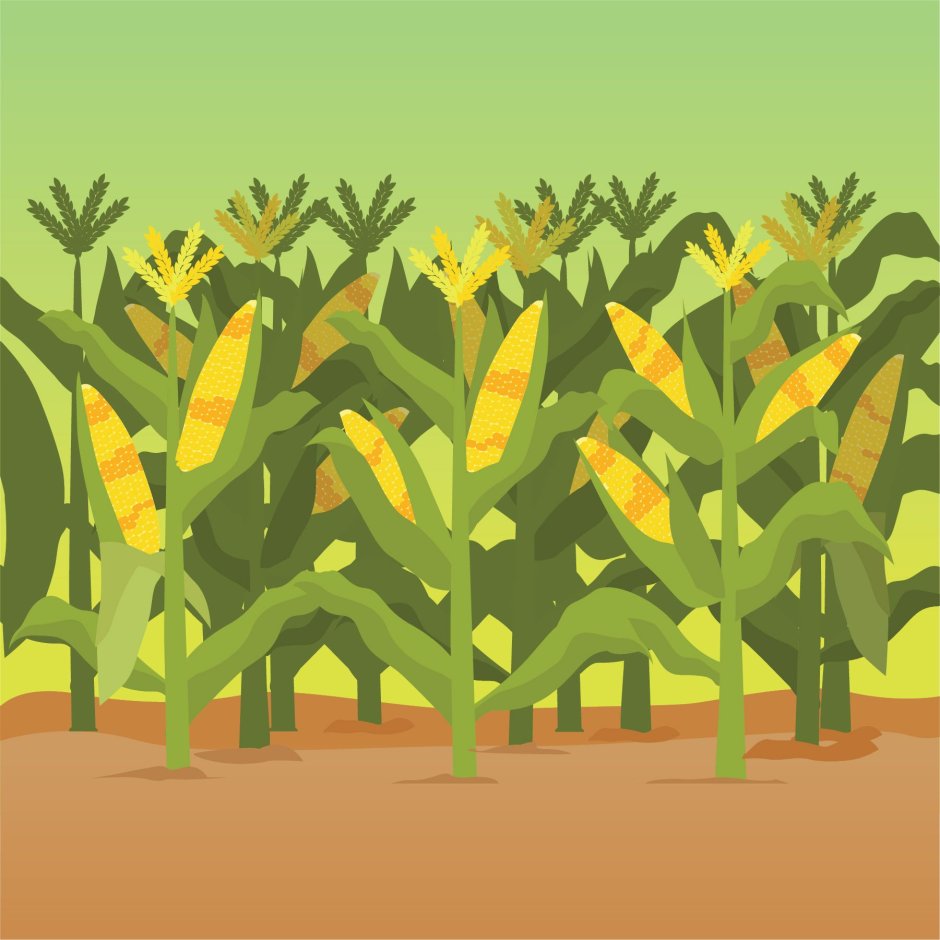 Иллинойс кукурузные поля
