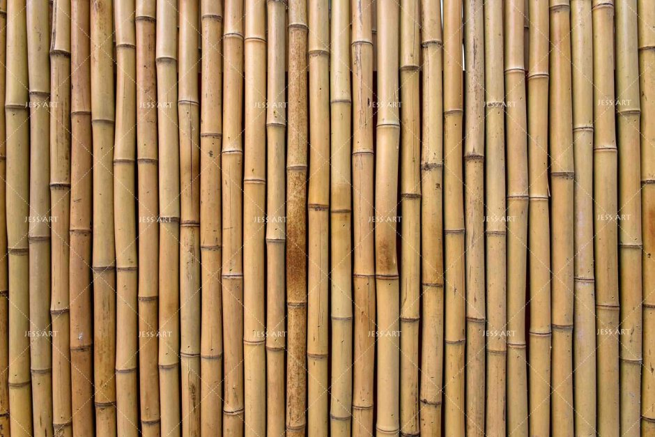 Тростник бамбук
