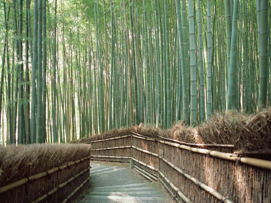 Summer in the Rainforest: building with Bamboo and