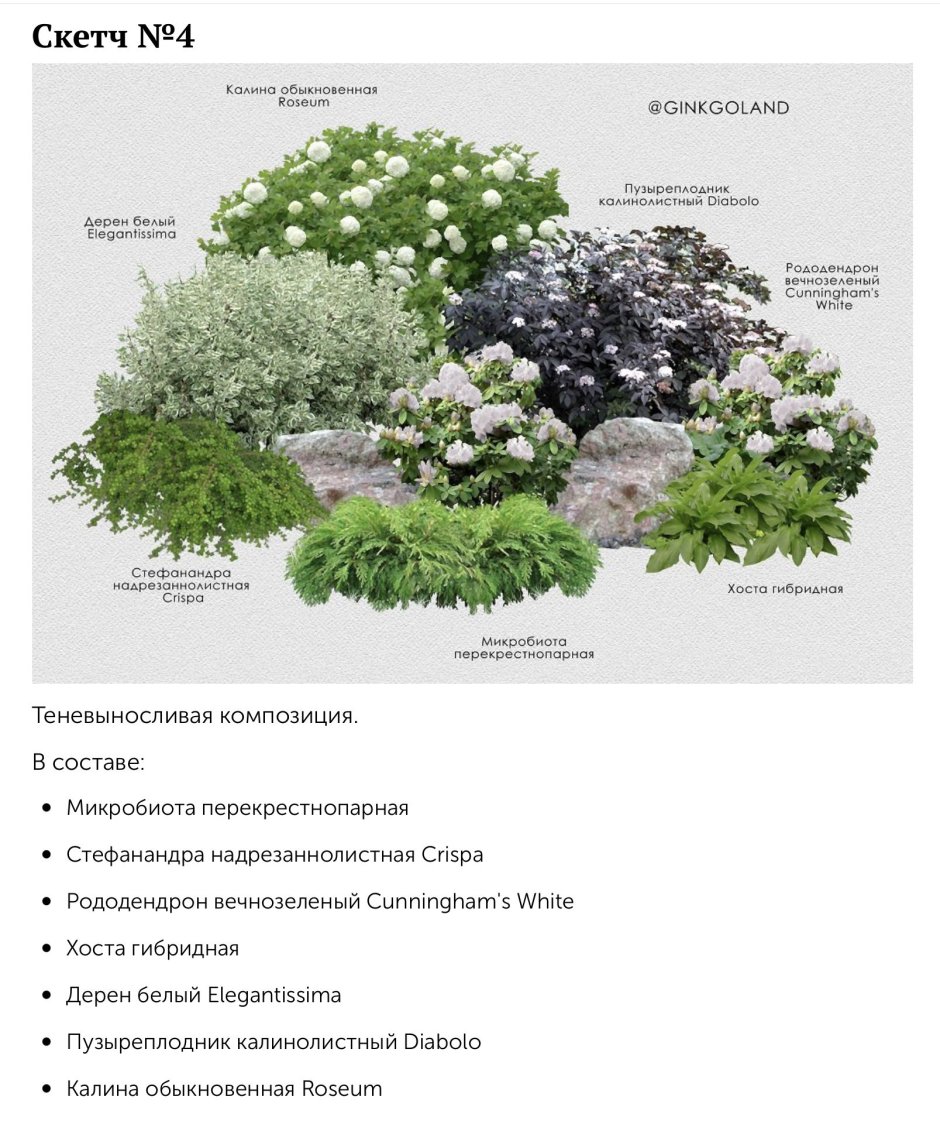 Гортензия древовидная Аннабель изгородь