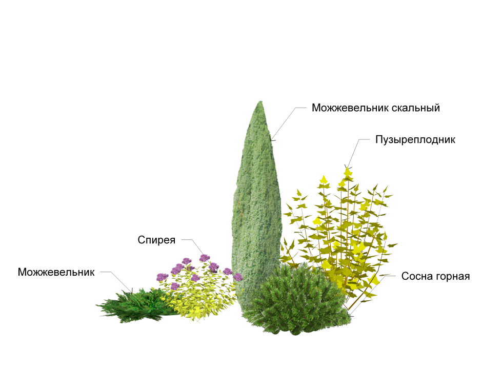 Миксбордер туя Барбарис схема