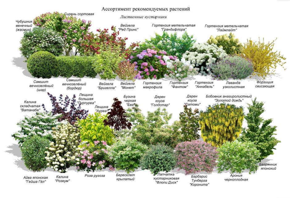 Спирея и розы в ландшафтном дизайне