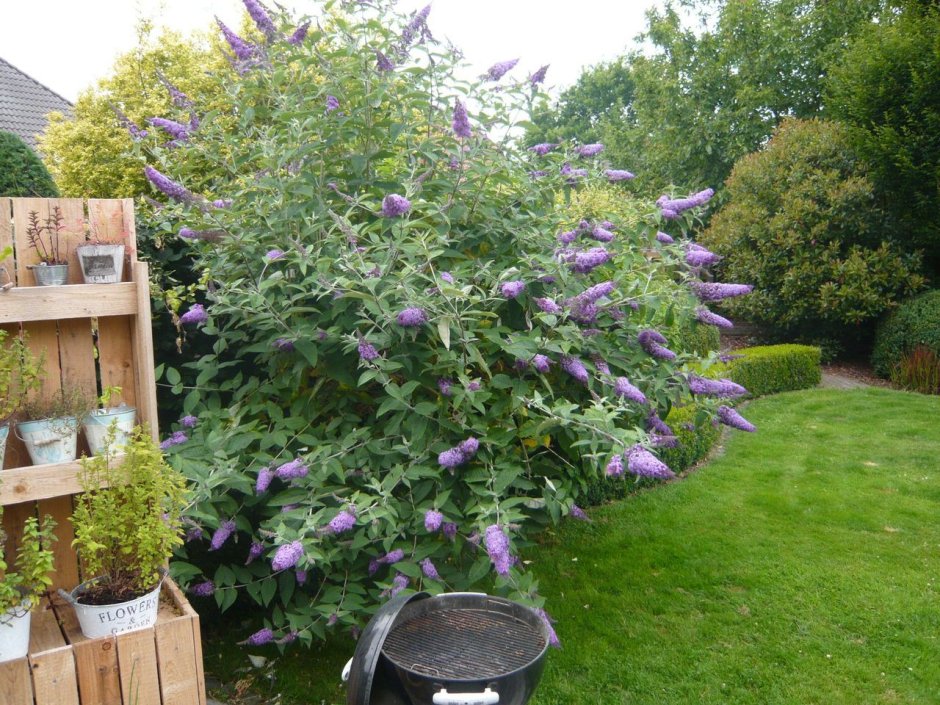 Buddleja davidii Black Knight