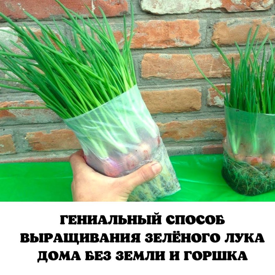 HANNAHOWO Leek