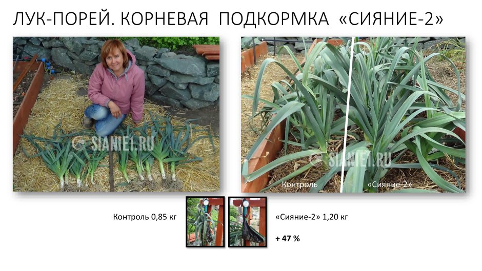 Гидропоника для лука