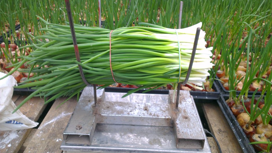 Лук-порей (Leek).