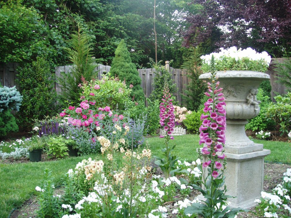 Мальва английский сад