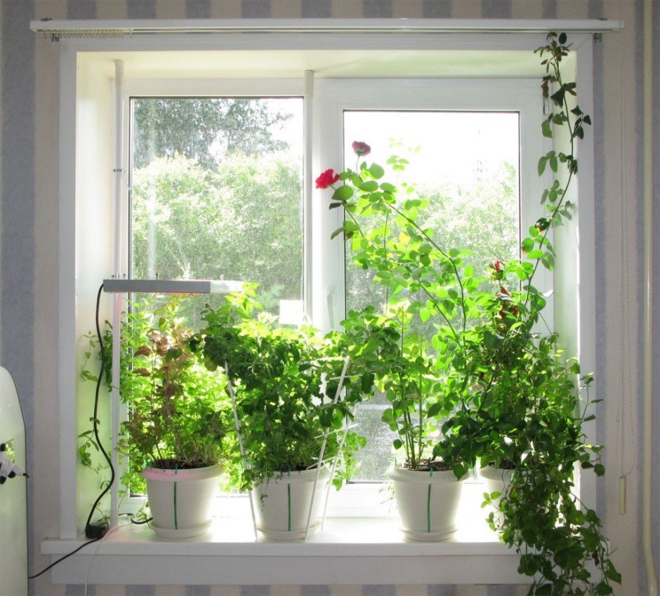 Растения на окне