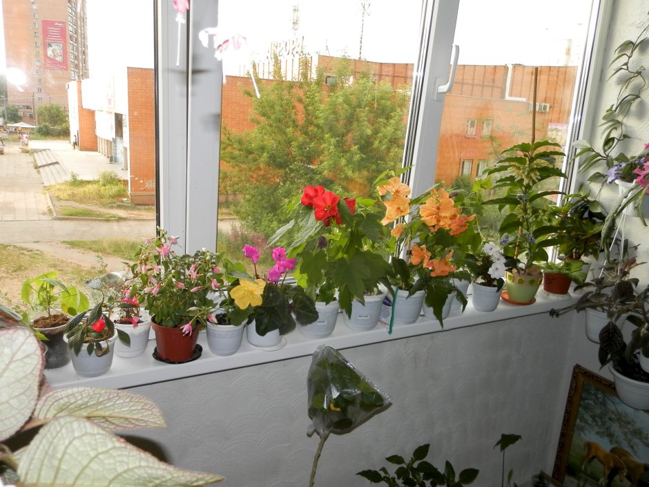 Зимний сад на лоджии в квартире