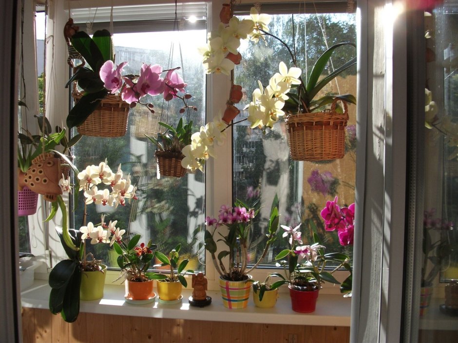 Цветы для северного окна в квартире