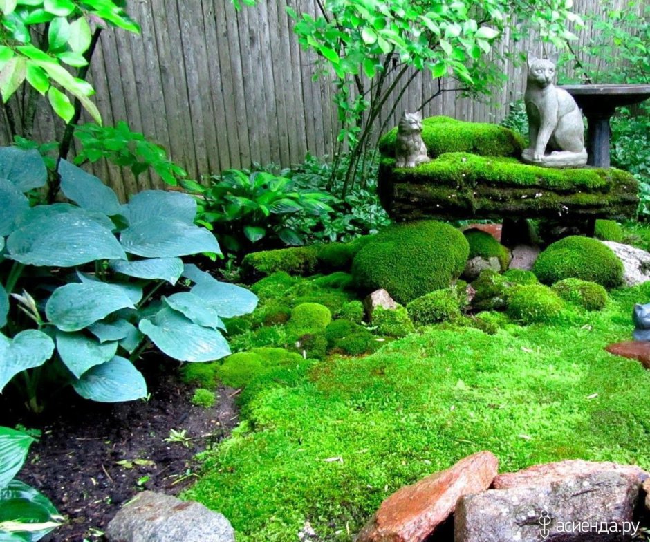 Мшанка в японском саду