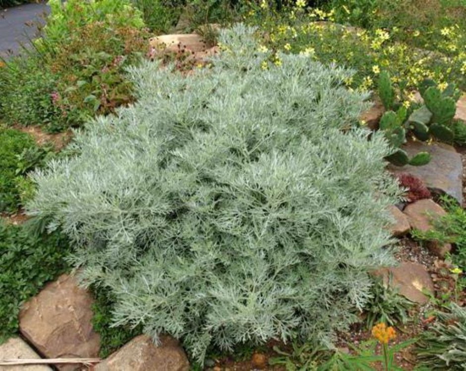 Artemisia 1еssinglenа Bess,