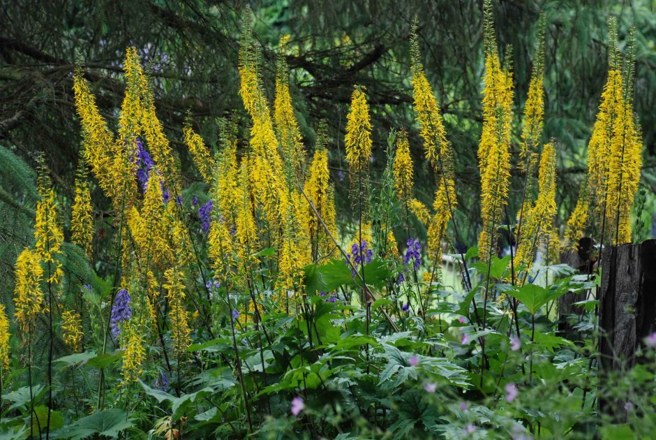 Бузульник сизый Ligularia glauca