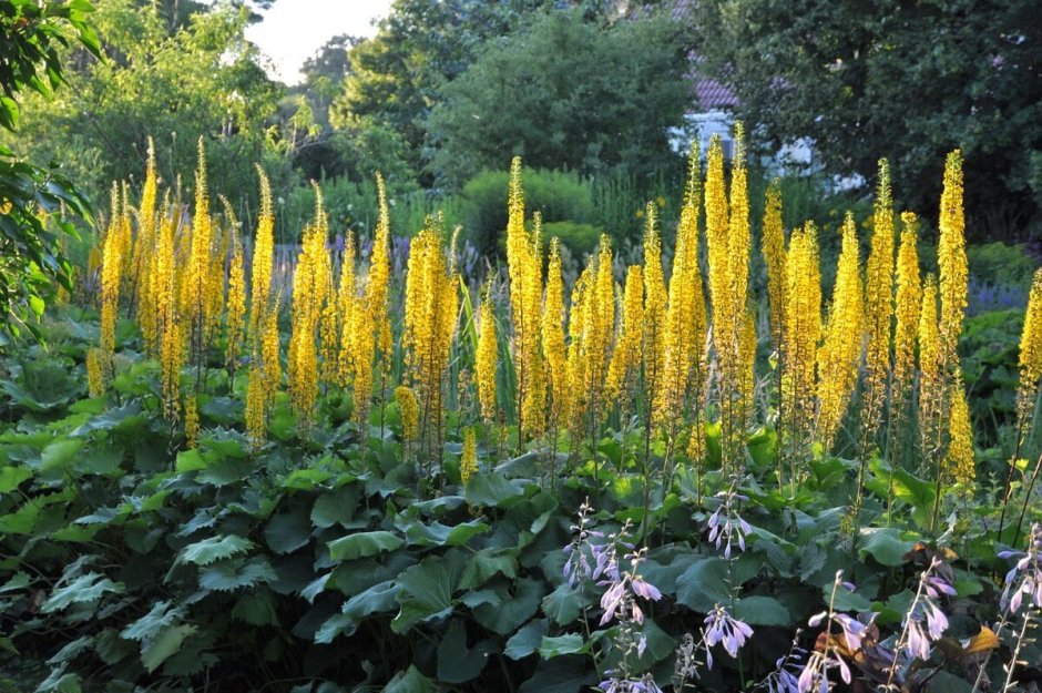 Бузульник Пржевальского Ligularia przewalskii