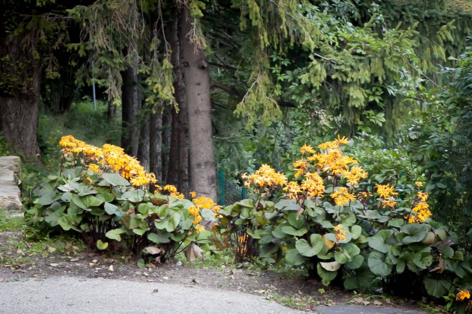 Бузульник Пржевальского Ligularia przewalskii