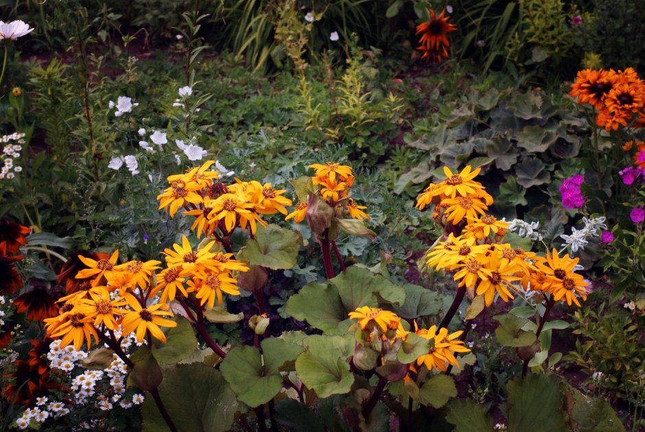 Бузульник Пржевальского Ligularia przewalskii
