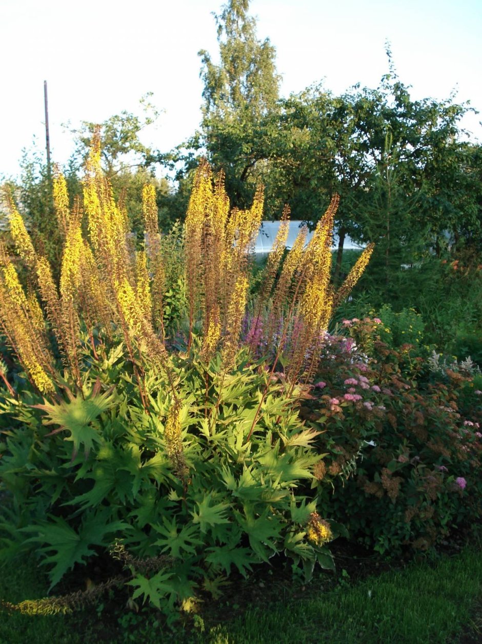 Бузульник тангутский Ligularia tangutica