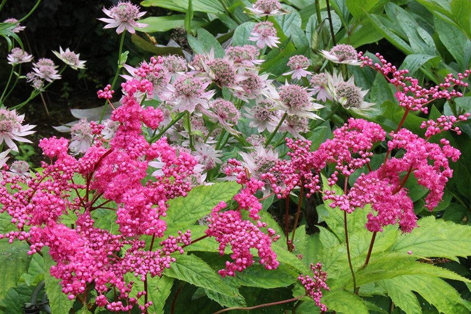 Волжанка двудомная (Aruncus dioicus)