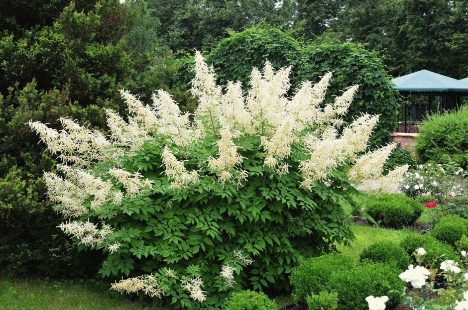 Персикария Persicaria polymorpha