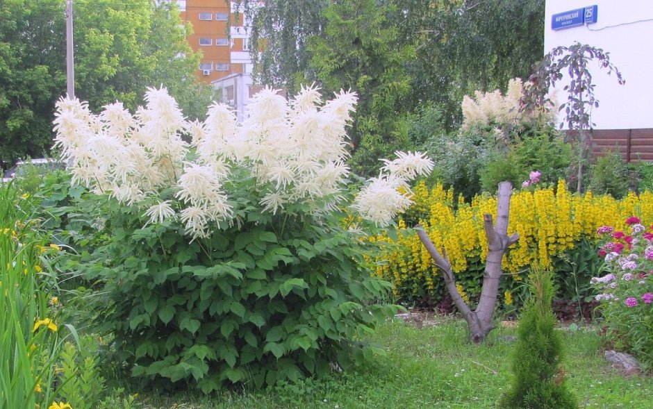 Волжанка таволга
