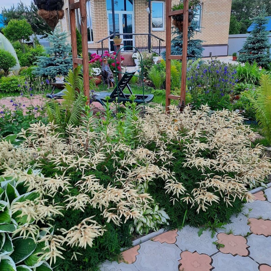 Лабазник красный Венуста