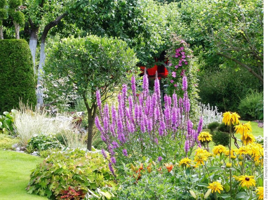 Лабазник Filipendula Red Umbrellas