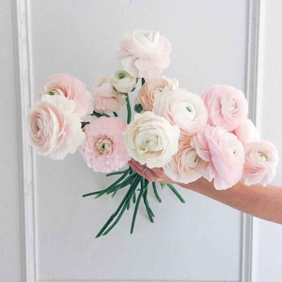 Ранункулюсы pale Pink