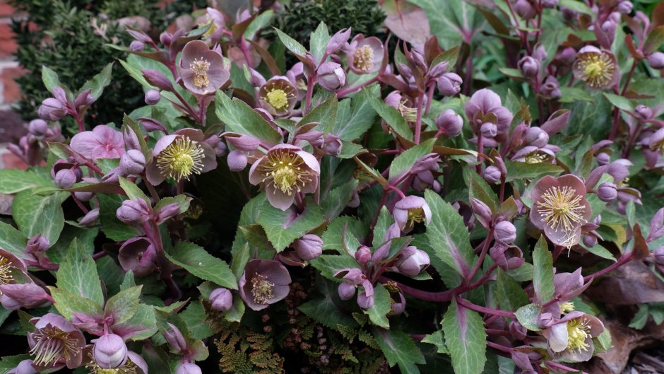 Helleborus lividus