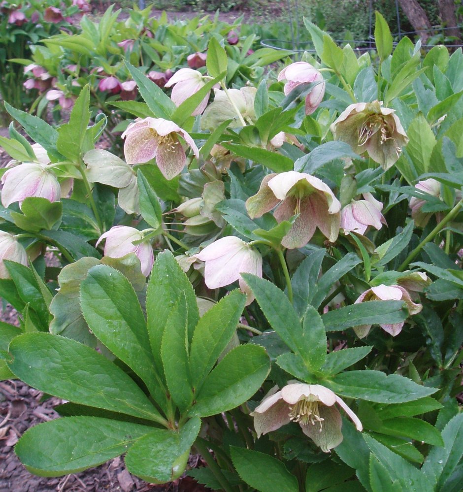 Морозник Helleborus Angel Glow