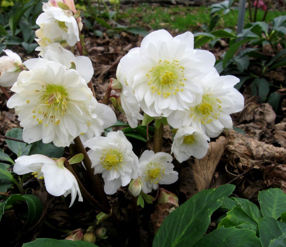 Морозник Восточный 'Lenten Rose'