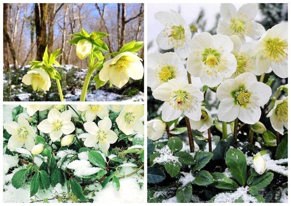 Морозник Helleborus Tutu