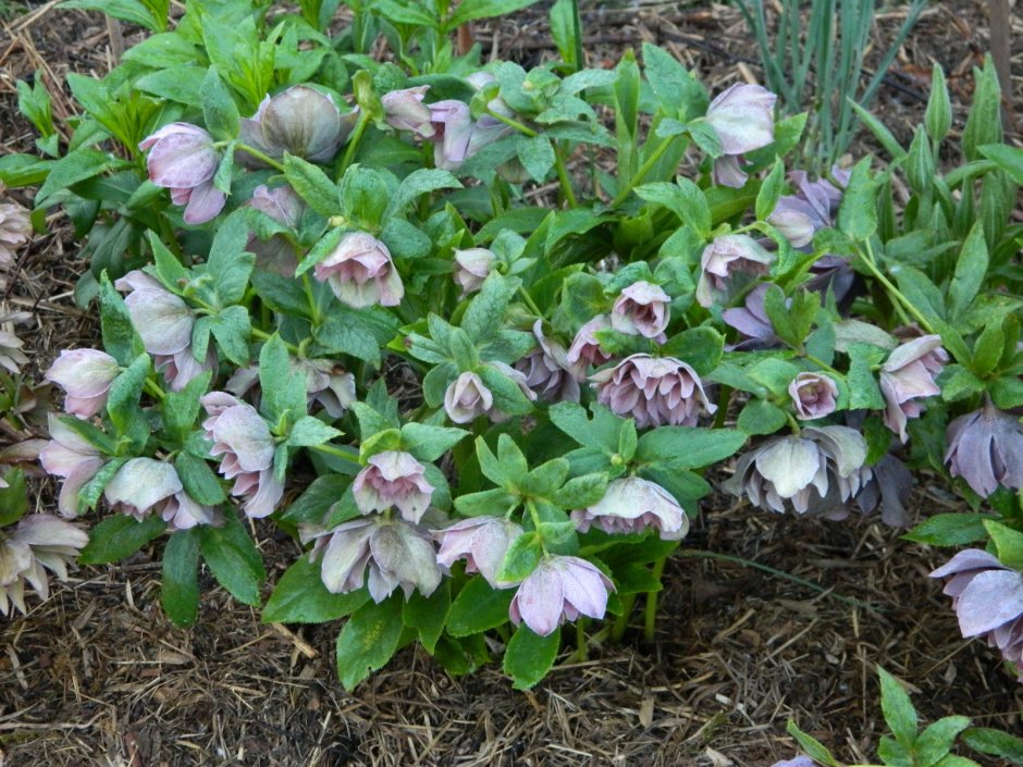 Морозник Восточный Red Hybrids