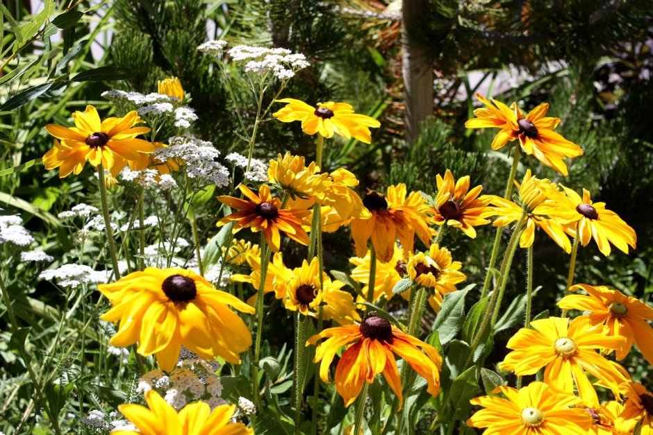 Rudbeckia nitida сорт Goldstrum