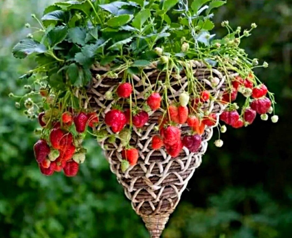 Вьющаяся клубника