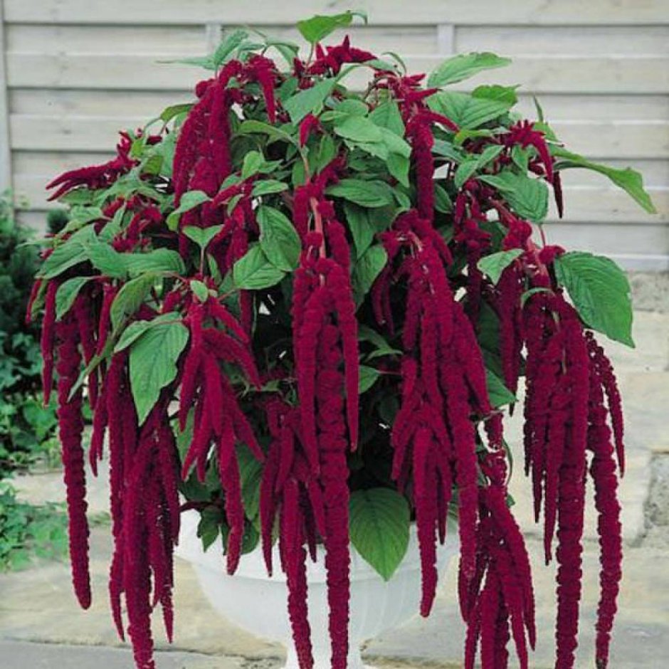 Амарант хвостатый (Amaranthus caudatus)