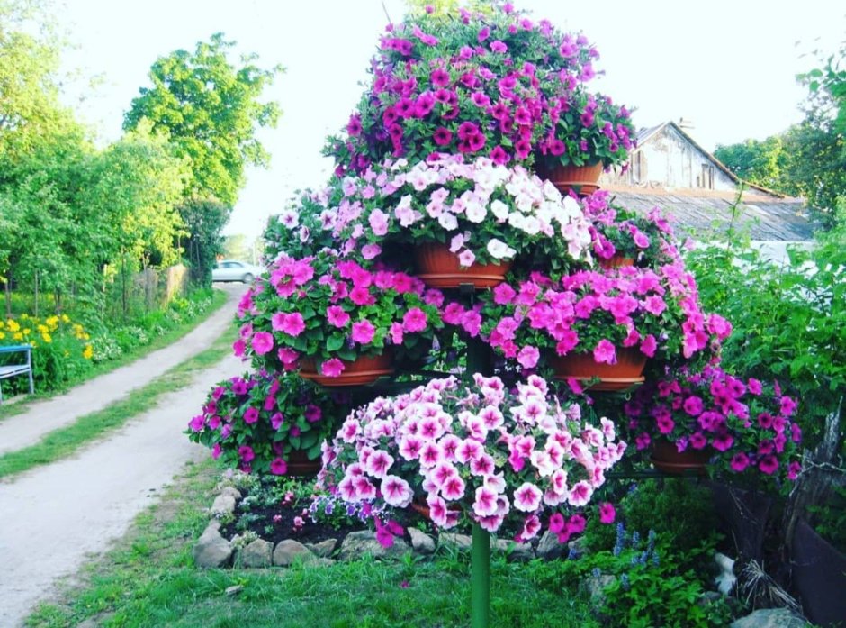 Петуниевое дерево
