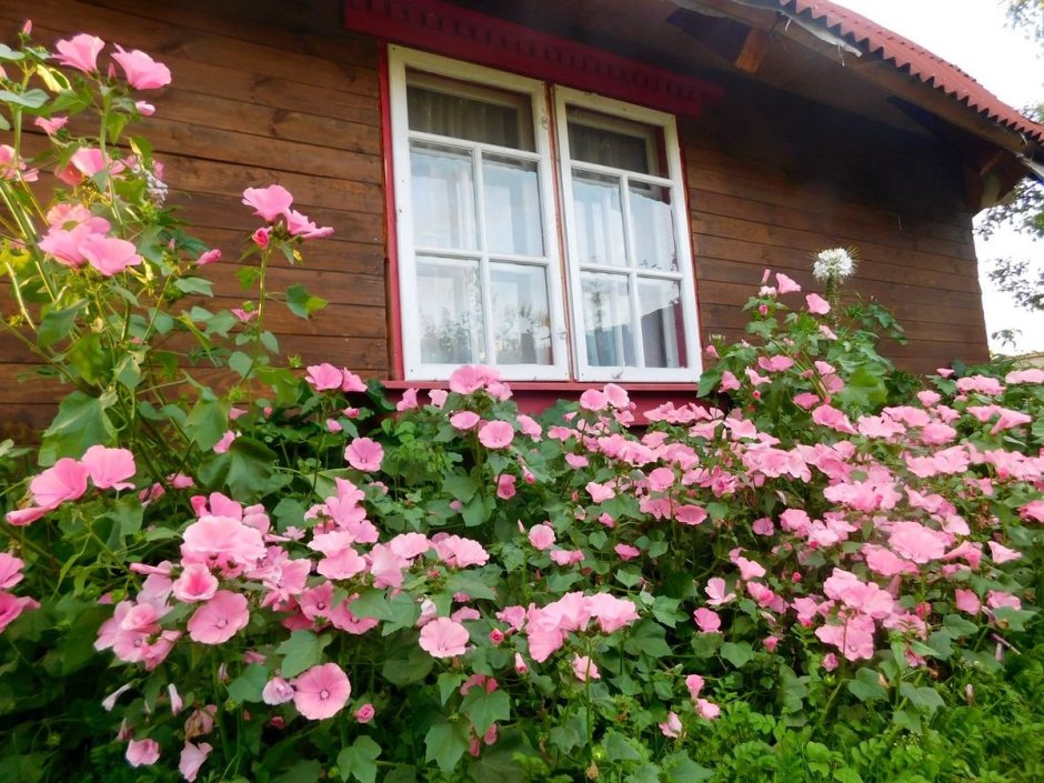 Кларкия лаватера