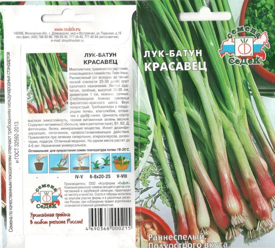 Лук шнитт в горшке