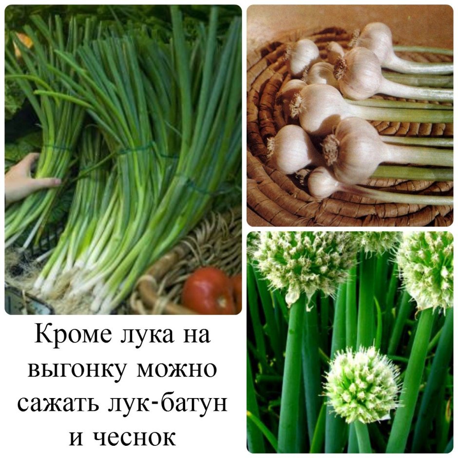 Лук на зелень из семян в контейнере