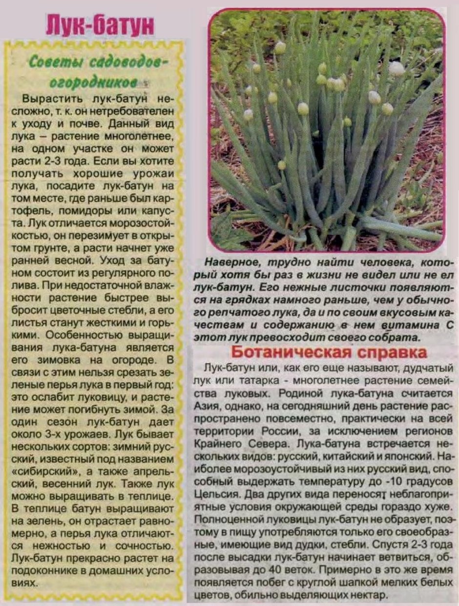 Лук шнитт витаминный сноп