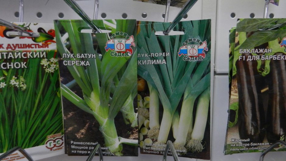 Лук батун описание