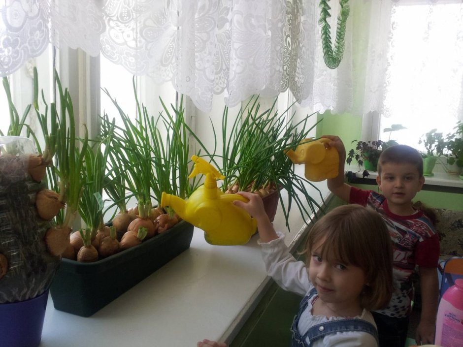 Огород на подоконнике в детском саду