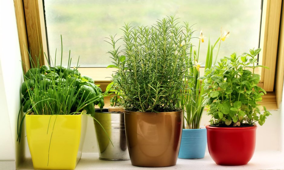 Green windowsill